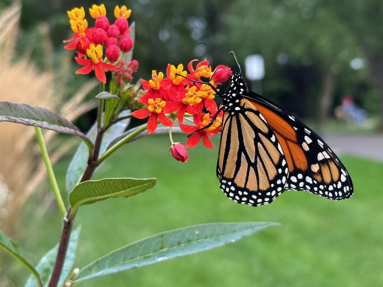 The Monarch Butterfly migration from Mexico to Canada; a return trip for the multi generational Butterfly
