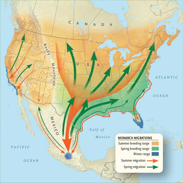 Nature's Synchronized Wonders: April 2024 Total Eclipse and Monarch Butterfly Migration Share the Same Path
