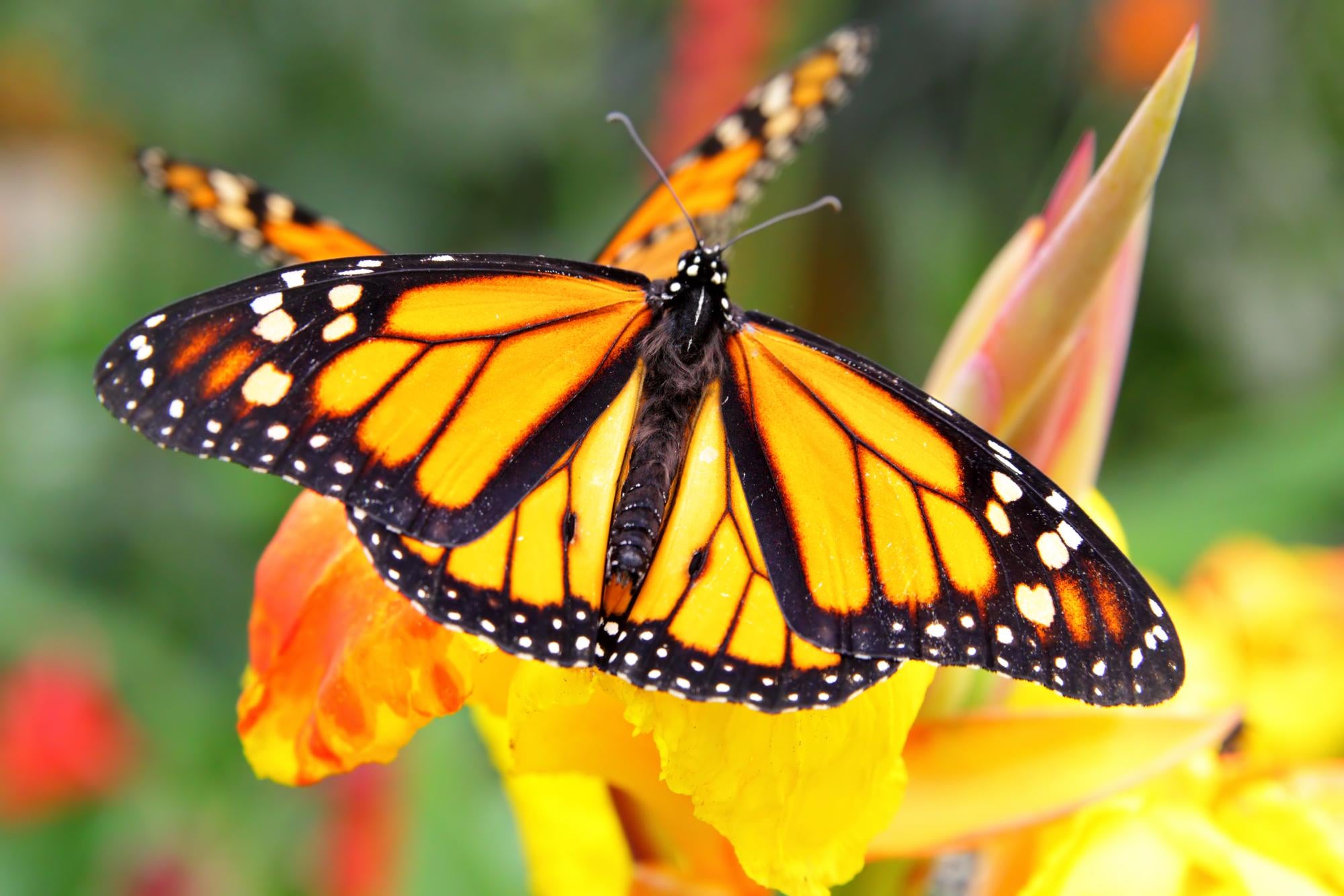 The Monarch Butterfly: A Remarkable Species and Key Pollinator in Need of Conservation
