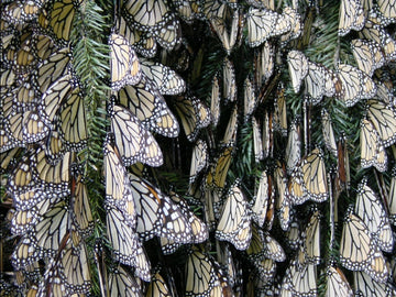 The Eastern Monarch Butterflies Winter Haven: A Migration Marvel